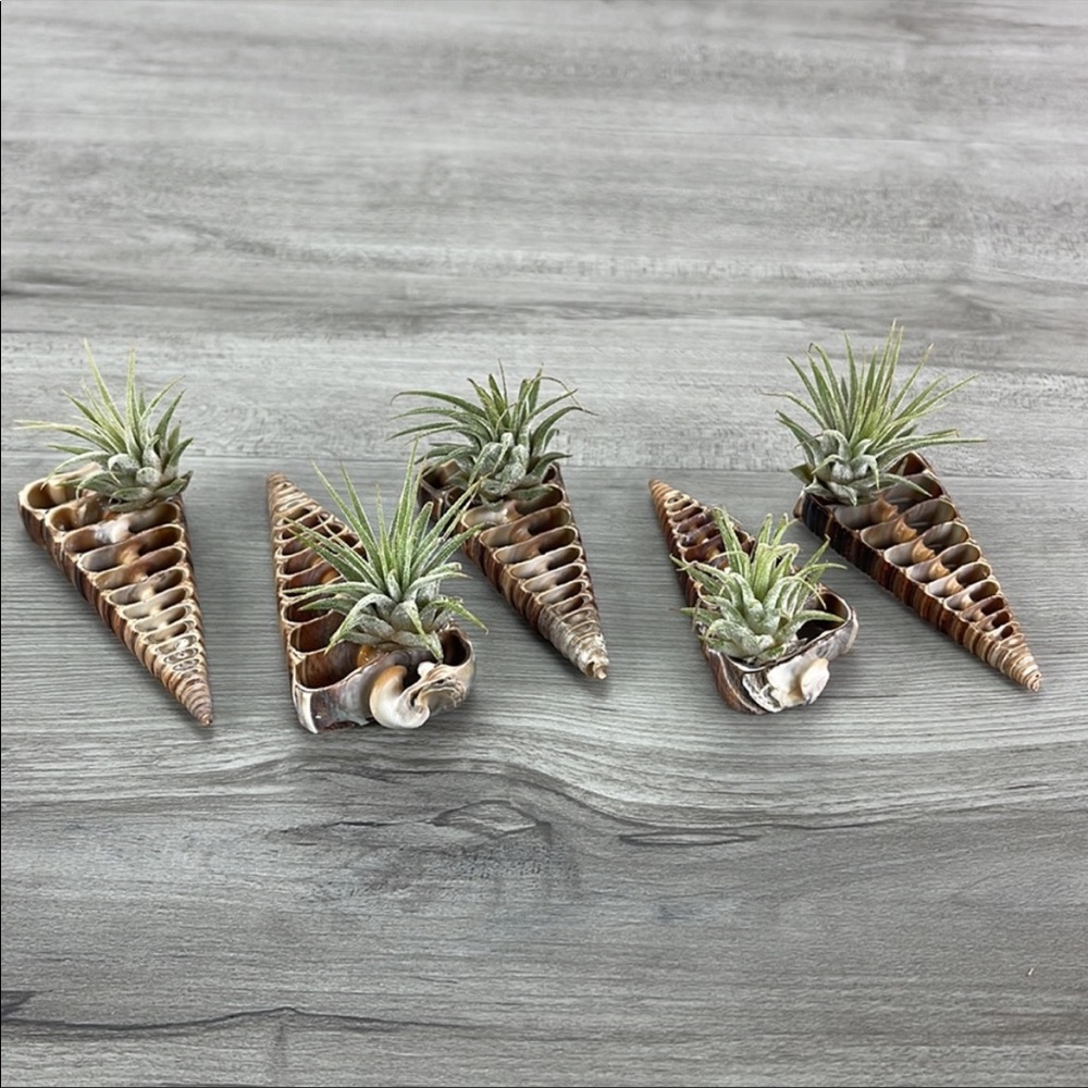 🌿Air Plant In A Shell🌿 - Picture 6 of 8